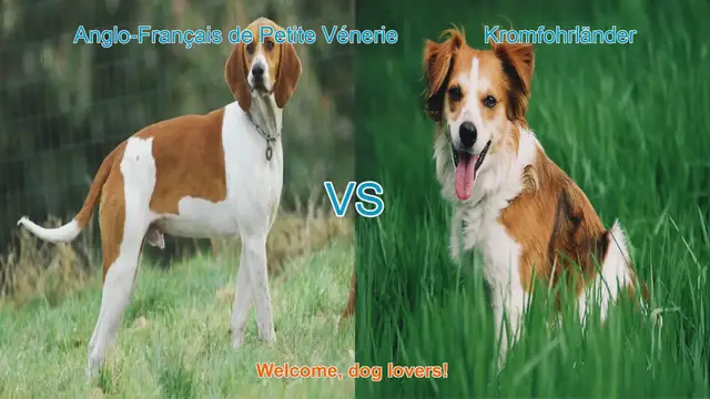 Video thumbnail for Dog Breed Comparison: Anglo-Français de Petite Vénerie vs. Kromfohrländer