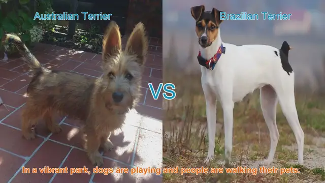 Video thumbnail for Australian Terrier vs. Brazilian Terrier: A Comparison of Two Charming Dog Breeds