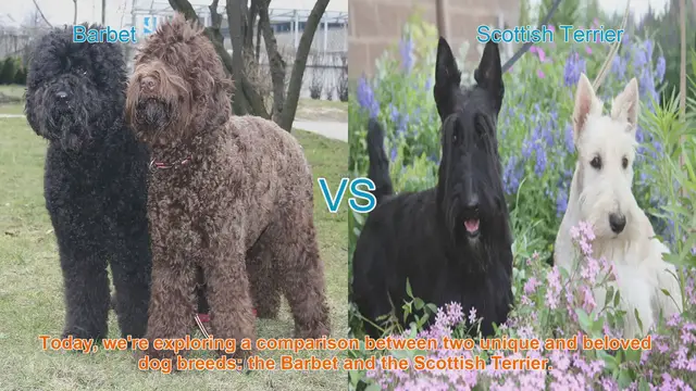 Video thumbnail for Barbet vs. Scottish Terrier: A Comparison of Two Beloved Dog Breeds