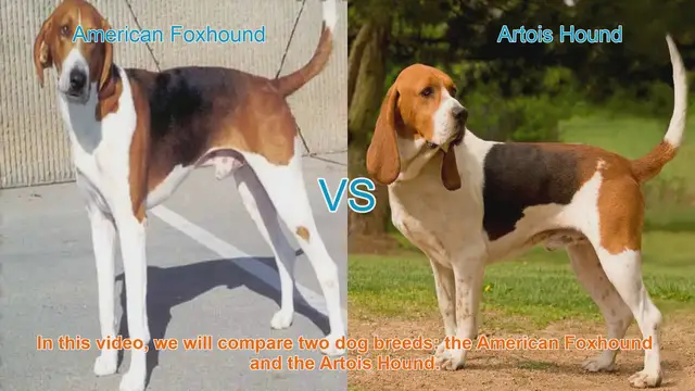Video thumbnail for American Foxhound vs. Artois Hound: A Breed Comparison