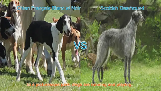Video thumbnail for Comparing Chien Français Blanc et Noir and Scottish Deerhound: Traits and Characteristics