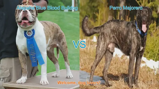 Video thumbnail for Alapaha Blue Blood Bulldog VS Perro Majorero