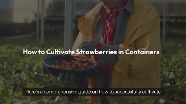 Video thumbnail for How to Grow Strawberries in Containers