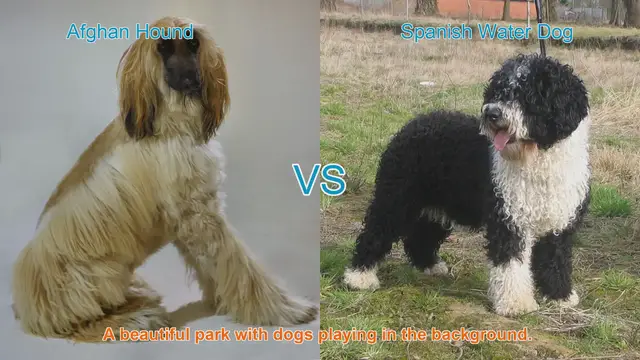 Video thumbnail for Exploring Afghan Hound and Spanish Water Dog: Unique Breeds Unveiled