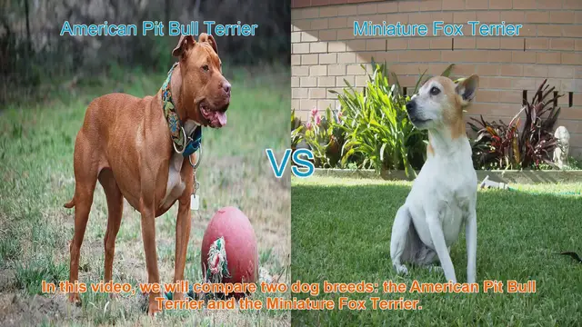 Video thumbnail for American Pit Bull Terrier vs. Miniature Fox Terrier: A Comprehensive Comparison
