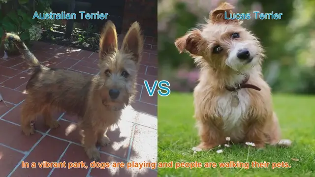 Video thumbnail for Australian Terrier vs. Lucas Terrier: A Comparison of Two Playful Breeds