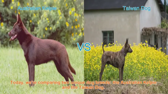 Video thumbnail for Australian Kelpie vs. Taiwan Dog: A Breed Comparison