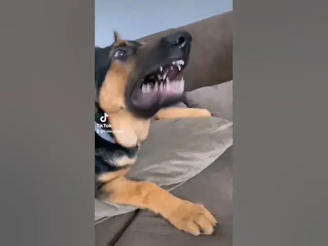 Video thumbnail for 8 septembrie 2022