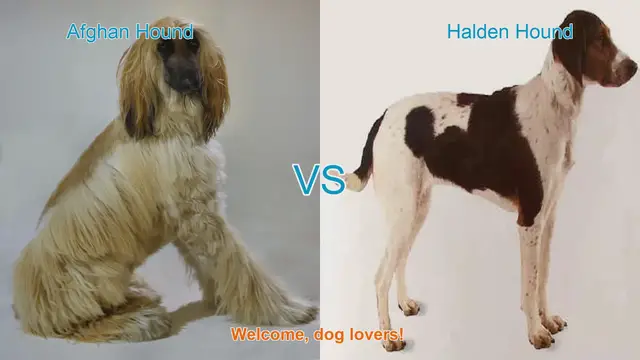 Video thumbnail for Afghan Hound vs. Halden Hound: A Comparison of Two Unique Dog Breeds