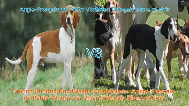 Video thumbnail for French Hunting Dog Breeds Comparison: Anglo-Français de Petite Vénerie vs. Chien Français Blanc et Noir
