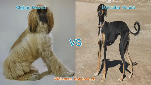 Video thumbnail for Afghan Hound vs. Mahratta Hound: A Comparison of Elegance and Endurance