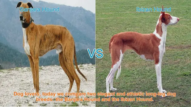 Video thumbnail for Banjara Hound vs. Ibizan Hound: A Comparison of Elegant Long-Leg Dog Breeds