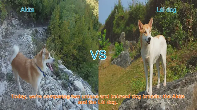 Video thumbnail for Akita VS Lài dog