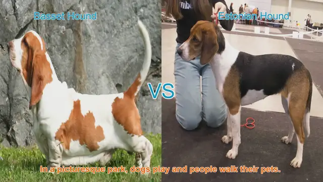Video thumbnail for Basset Hound vs. Estonian Hound: A Comparison of Two Distinct Breeds