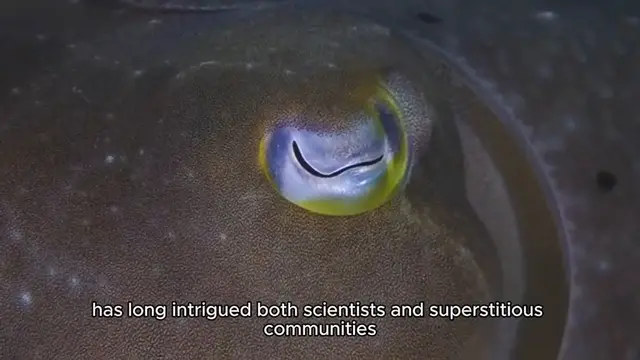 Video thumbnail for doomsday fish