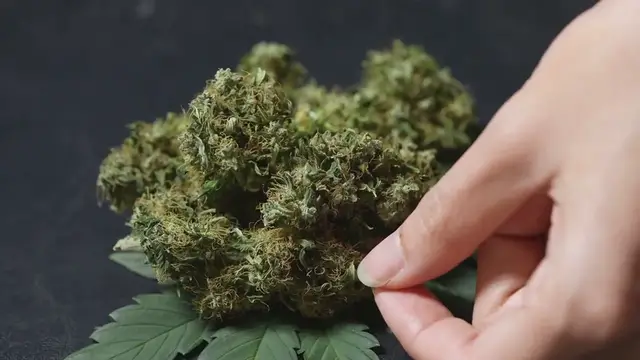 Video thumbnail for How to Revive a Dying Plant