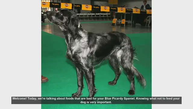 Video thumbnail for 10 Foods to Never Feed Your Blue Picardy Spaniel