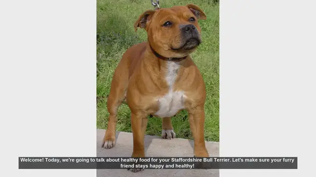 Video thumbnail for Healthy Diet Tips for Your Staffordshire Bull Terrier