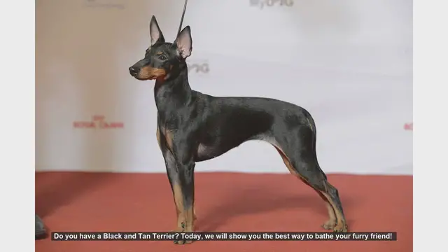 Video thumbnail for How to Bathe Your Black and Tan Terrier: Step-by-Step Guide