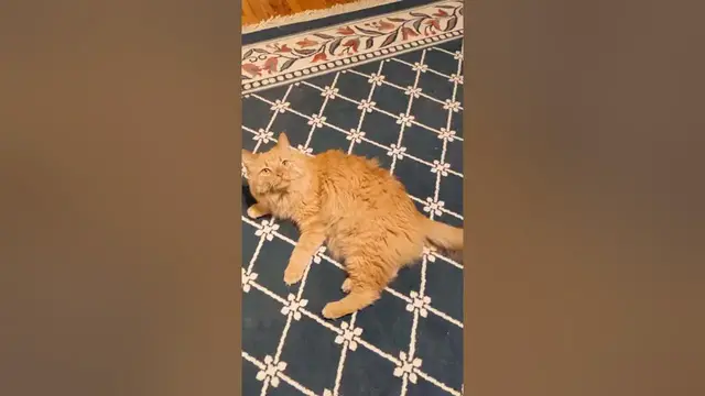 Video thumbnail for 😺ZOOMIES TIME for kitty | Parker The Cat