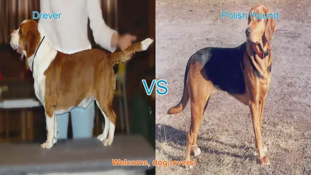 Video thumbnail for Drever vs. Polish Hound: A Comparison of Two Hunting Dog Breeds