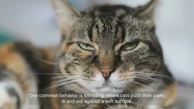 Video thumbnail for  A Simplified Guide: Understanding Cat Behavior