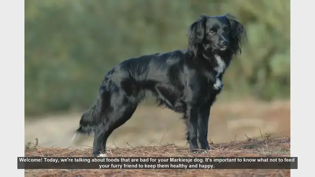 Video thumbnail for Foods to Avoid Feeding Your Markiesje Dog