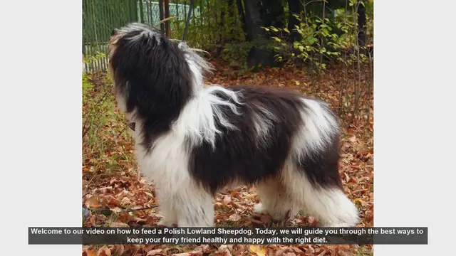 Video thumbnail for How to Feed Your Polish Lowland Sheepdog: A Complete Guide