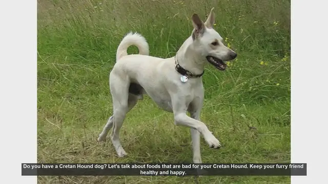 Video thumbnail for Dangerous Foods for Your Cretan Hound: Keep Your Dog Safe!