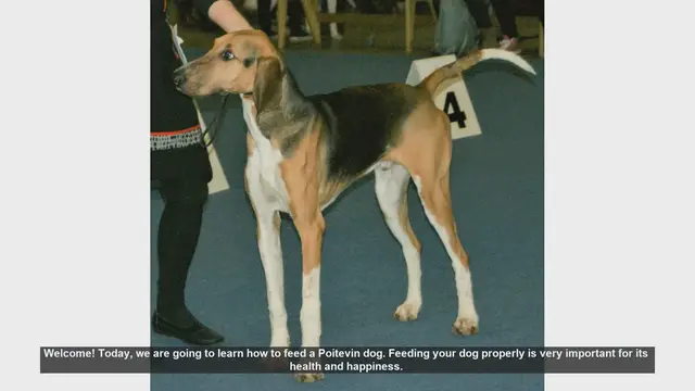 Video thumbnail for How to Properly Feed Your Poitevin Dog