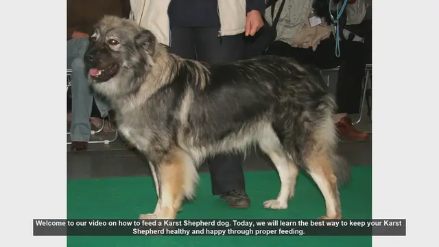Video thumbnail for How to Properly Feed Your Karst Shepherd Dog