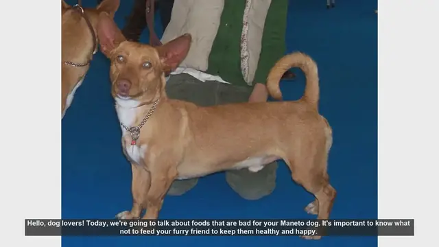 Video thumbnail for Dangerous Foods for Your Maneto Dog: What to Avoid