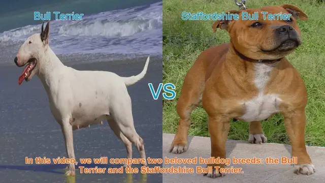 Video thumbnail for Bull Terrier vs. Staffordshire Bull Terrier: A Comparison of Beloved Bulldog Breeds