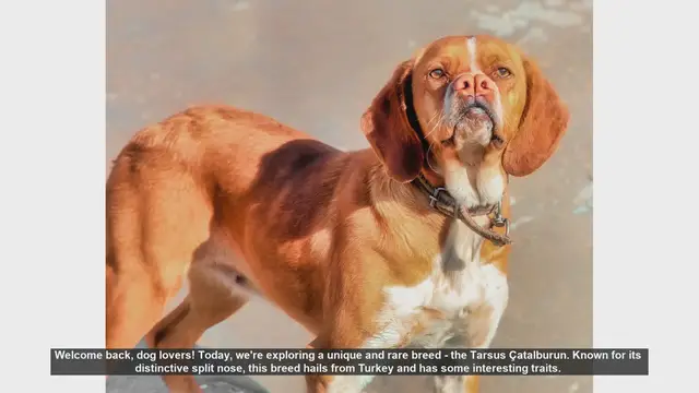Video thumbnail for Tarsus Çatalburun: Pros and Cons of This Unique Turkish Breed