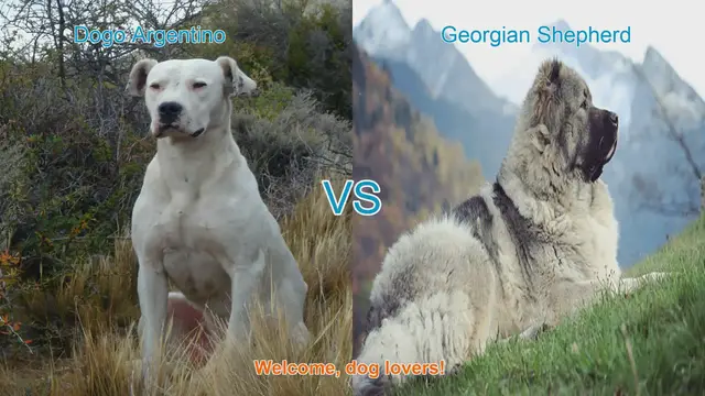 Video thumbnail for Dogo Argentino vs. Georgian Shepherd: A Breed Comparison