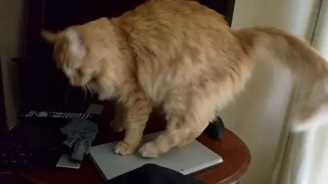 Video thumbnail for Parker Vs My Computer | Parker The Cat