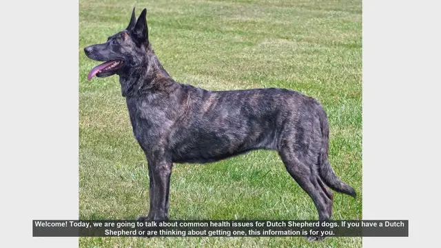 Video thumbnail for Common Health Issues in Dutch Shepherd Dogs: What You Need to Know