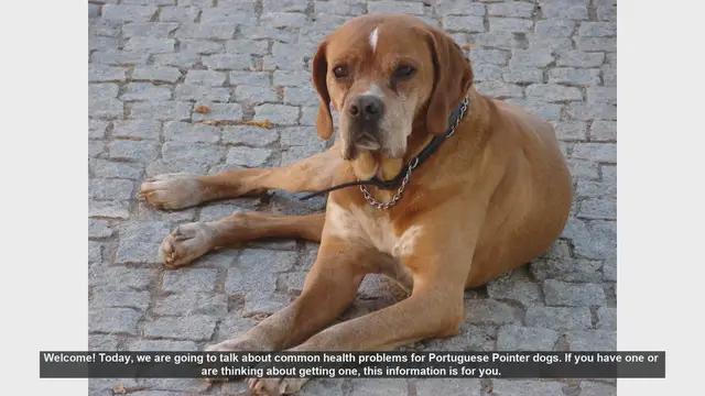 Video thumbnail for Common Health Issues in Portuguese Pointer Dogs: What You Need to Know