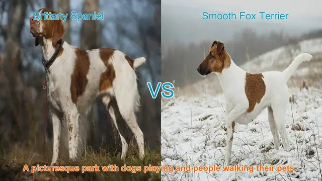Video thumbnail for Brittany Spaniel vs. Smooth Fox Terrier: A Comparison of Beloved Dog Breeds