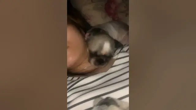 Video thumbnail for How My Shih Tzus sleeps with Us on Bed
