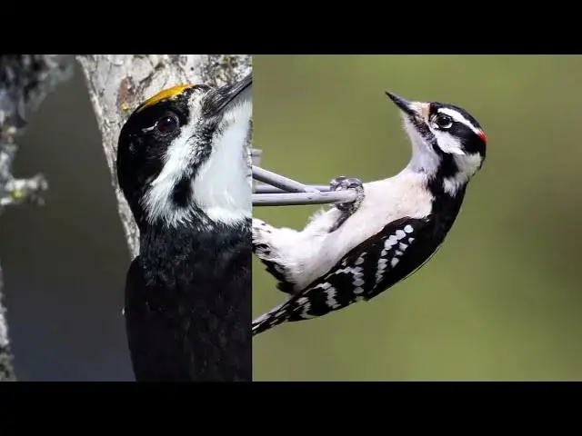 Video thumbnail for The Rare and Endangered Woodpeckers of Massachusetts