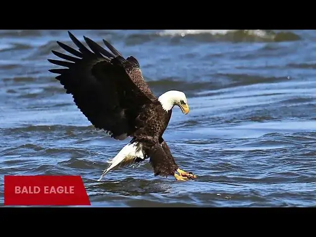 Video thumbnail for The Majestic Eagles of Louisiana: A Photographic Exploration
