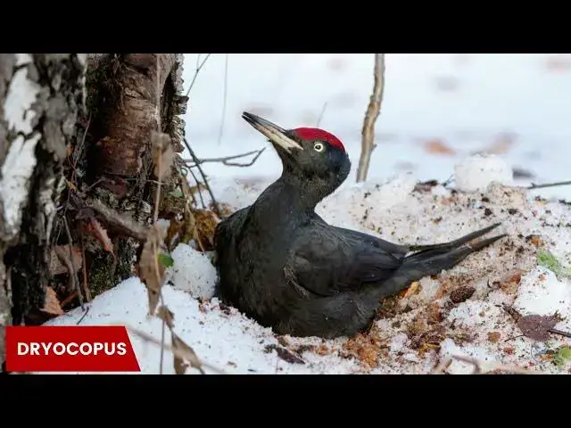 Video thumbnail for The Fascinating World of Woodpeckers in New York: A Documentary