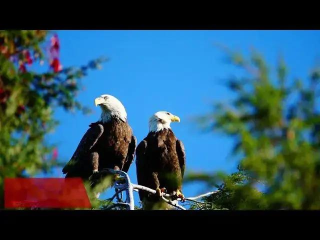 Video thumbnail for Eagles Nesting in the Heart of Kansas