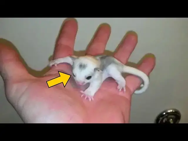 'Video thumbnail for Man Finds Weird Creature - Moments Later It Started To Fly'