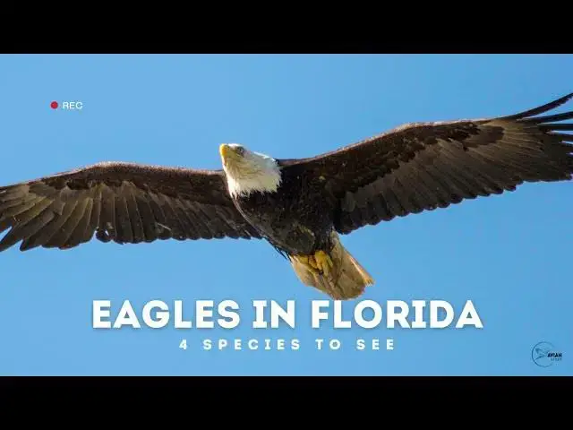 Video thumbnail for Eagles of Florida: An Up-Close Experience