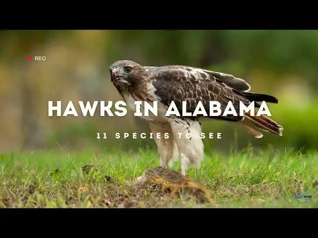 Video thumbnail for Hawks in Alabama: The Majestic Sky Hunters Revealed!