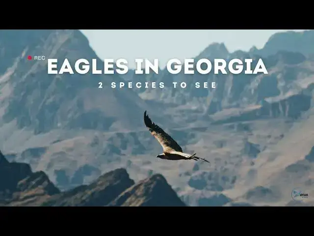 Video thumbnail for Eagles in Georgia: A Closer Look