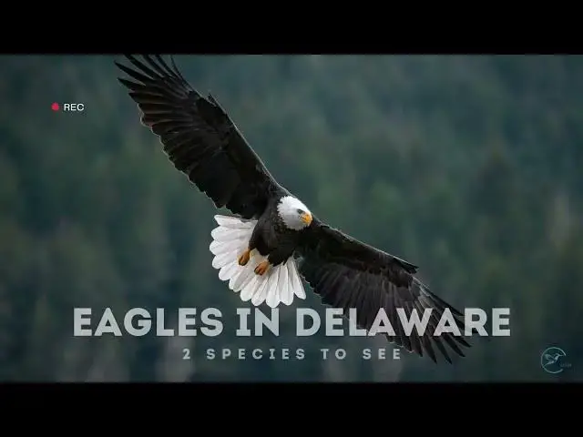 Video thumbnail for Eagles in Delaware: A Closer Look