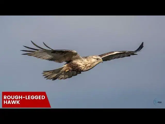 Video thumbnail for Alaskan Sky Masters: The Incredible Hawks of the Last Frontier